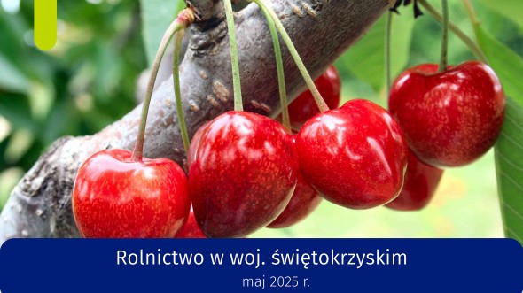 Rolnictwo w województwie świętokrzyskim - maj 2025 r.